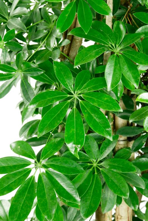 Schefflera kamerplant blad