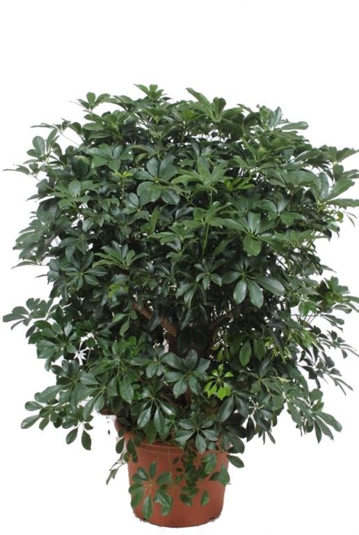 Schefflera Compacta vingersboom kamerplanten
