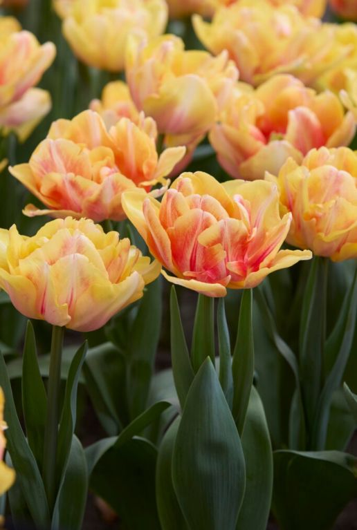 Tulipa dubbel vroeg mix sfeer 2