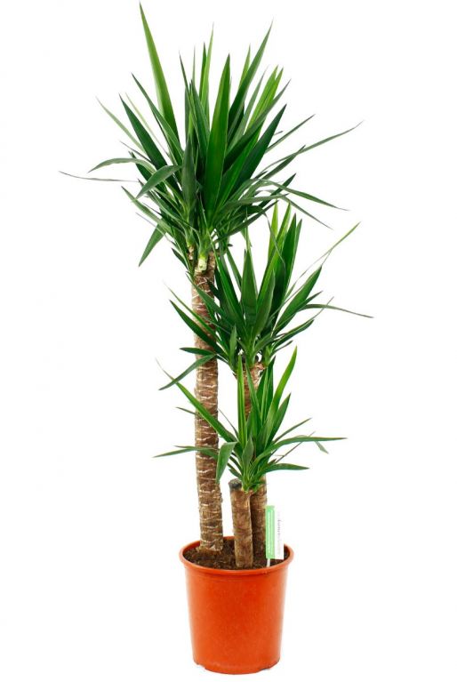 Yucca Elephantipes | Palmlilie 130cm - kaufen? 123zimmerpflanzen