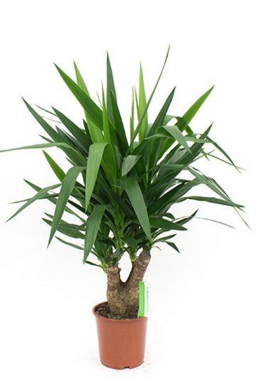 Yucca Elephantipes | Palmlilie 80cm - kaufen? 123zimmerpflanzen