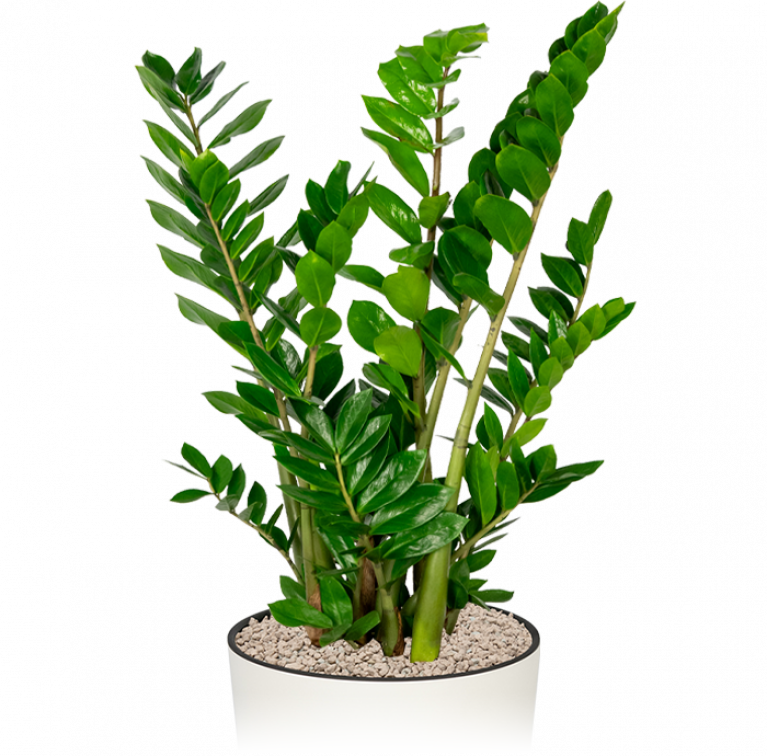 Zamioculcas Zamiifolia