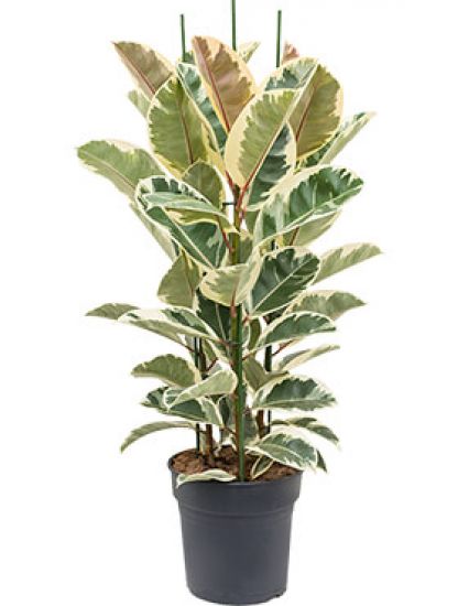 Ficus Elastica Tineke Zimmerpflanze Von 140 Cm Kaufen 123zimmerpflanzen