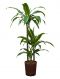 Dracaena arturo