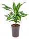 Dracaena cintho