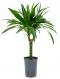 Dracaena kraft