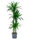 Dracaena kraft