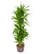 Dracaena lemon lime