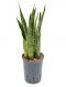 Sansevieria alis