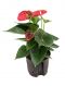 Anthurium sierra