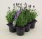 Lavandula angustifolia im 6er-Pack