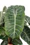 Alocasia pink dragon