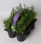 Lavandula angustifolia im 6er-Pack