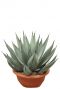 Agave nigra