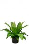 Asplenium nidus kamerplant 2