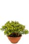 Crassula ovata minor zimmerpflanze