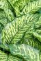 Dieffenbachia maroba 1