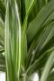 Dracaena-warneckei-online-kopen-closeup