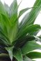 Dracaena compacta blad 3