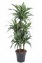 Dracaena ulises planten