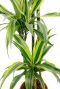 Dracaena met geel groene bladeren