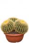 Echinocactus cactus