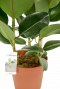 Ficus Robusta mehrere stämme