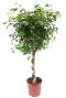 Ficus Exotica