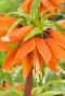 Fritillaria orange beauty sfeer 2