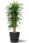 Grote dracaena riki in antraciet greenville