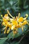 Lonicera tellmanniana