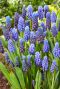 Muscari armeniacum sfeer