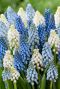 Muscari mix sfeer