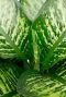 dieffenbachia pflanze