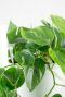 Philodendron scandens