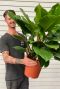 Philodendron imperial kopen groot
