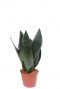 einfache Sansevieria futura Pflanze