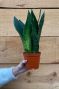 Sansevieria futura superba