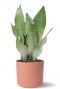 Sansevieria in roze b for soft