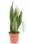 Sansevieria-Frauenzunge eine langlebige Zimmerpflanze