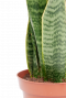 Sansevieria Laurentii Zimmerpflanze mit grün-gelben Blättern