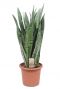 Sansevieria Zeylanica kamerplanten