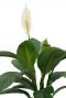 Spathiphyllum Sensation Blume