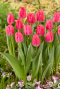 Tulipa pink sfeer