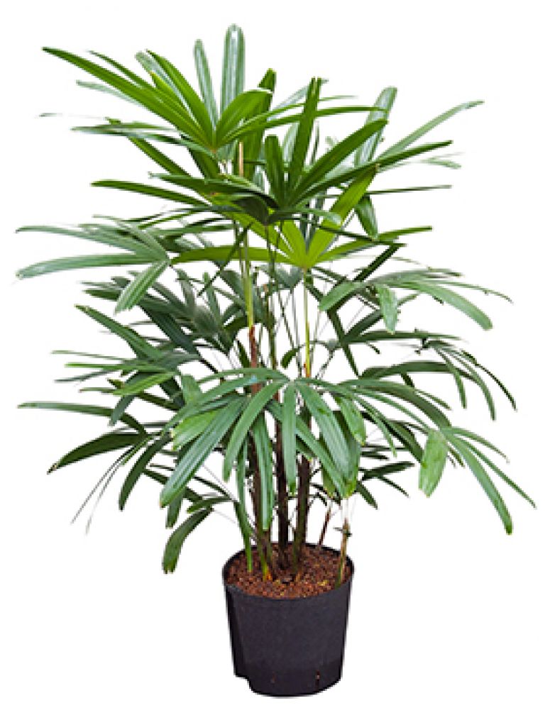 Rhapis excelsa Hydrokulturpflanze von 100 cm kaufen 