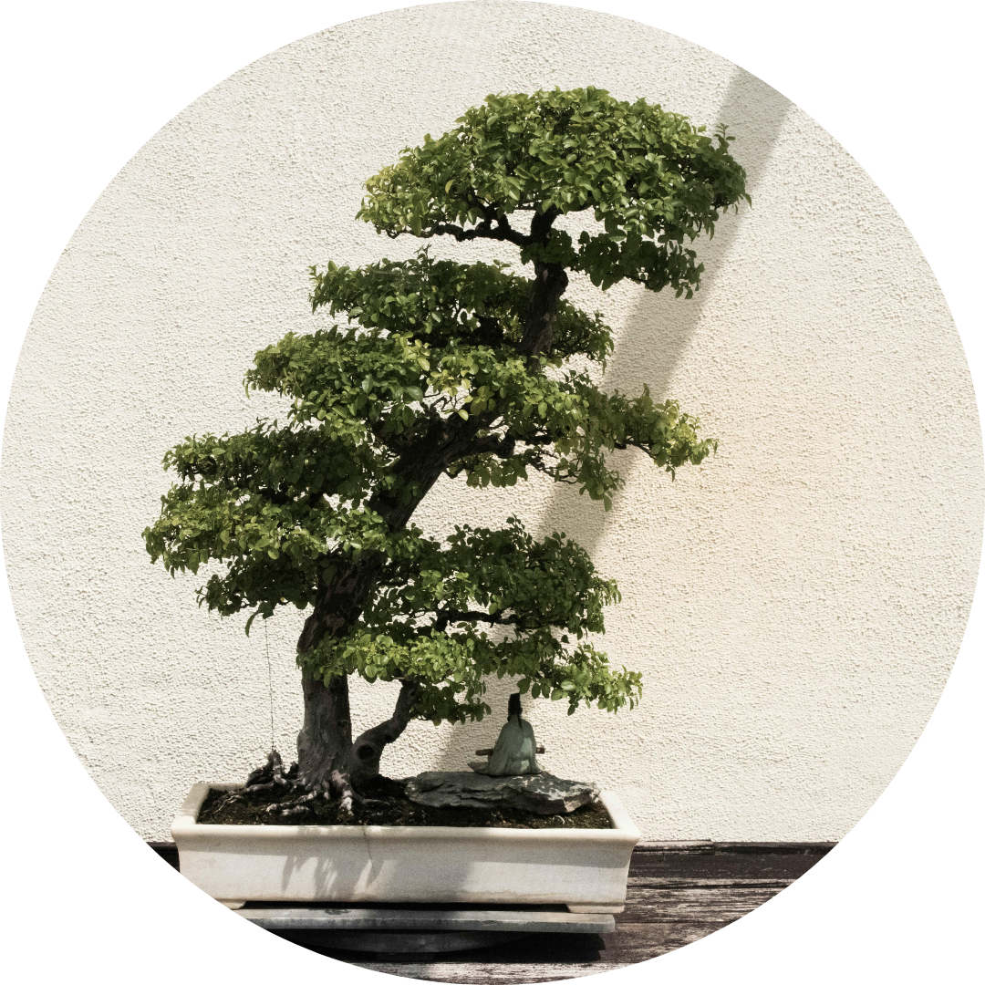Bonsai Pflege Bonsai Pflege