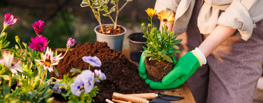 Gartenpflanzen pflege