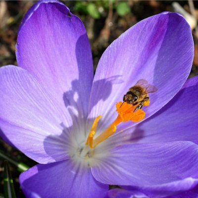 Krokus