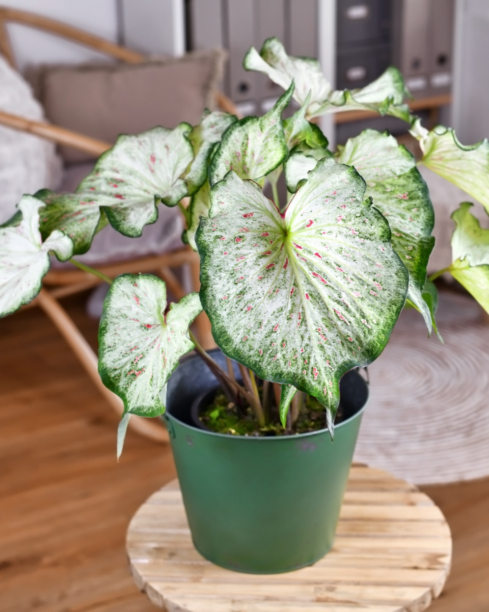 Caladium blumen