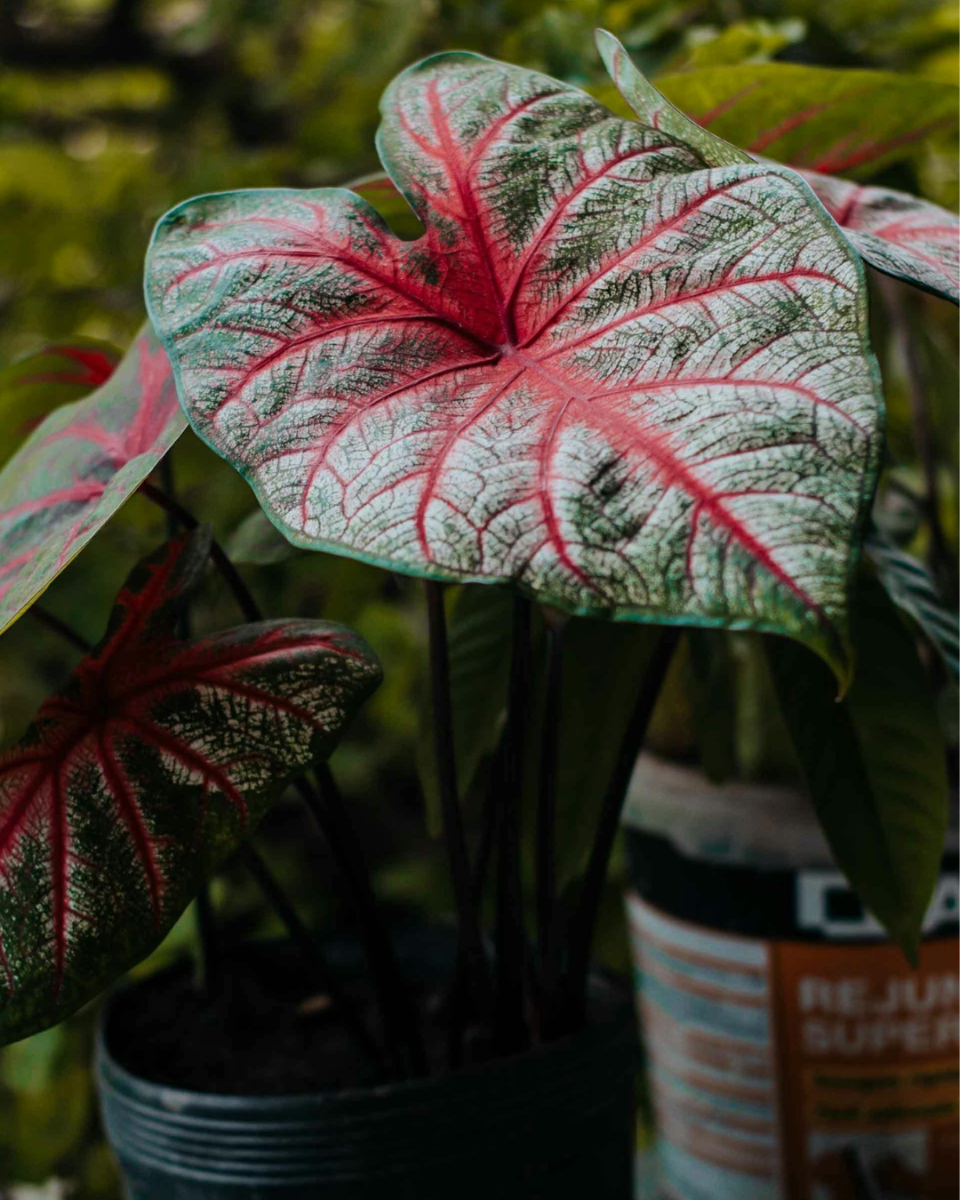 Caladium pflege